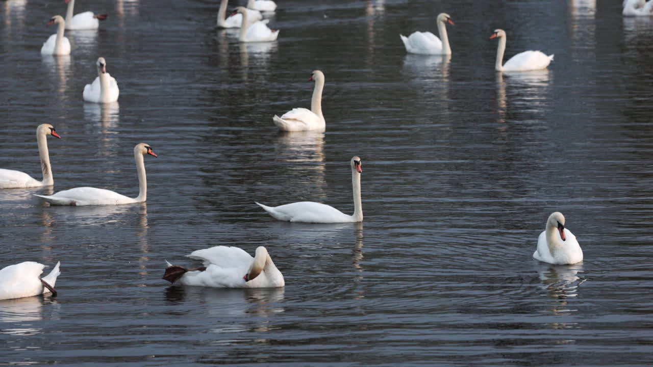 Slow motion shot of huge group of adult swans on pond