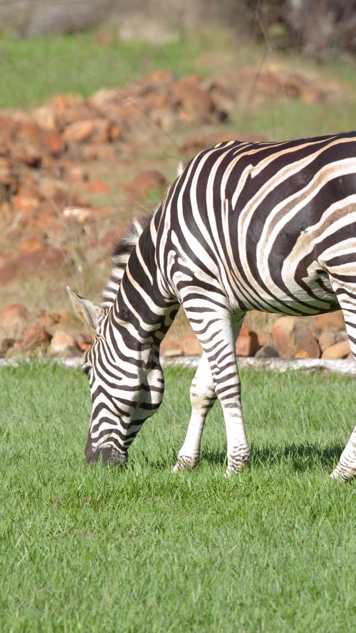 En zebra spiser grønt græs i en solrig udendørs indhegning med klipper i baggrunden.