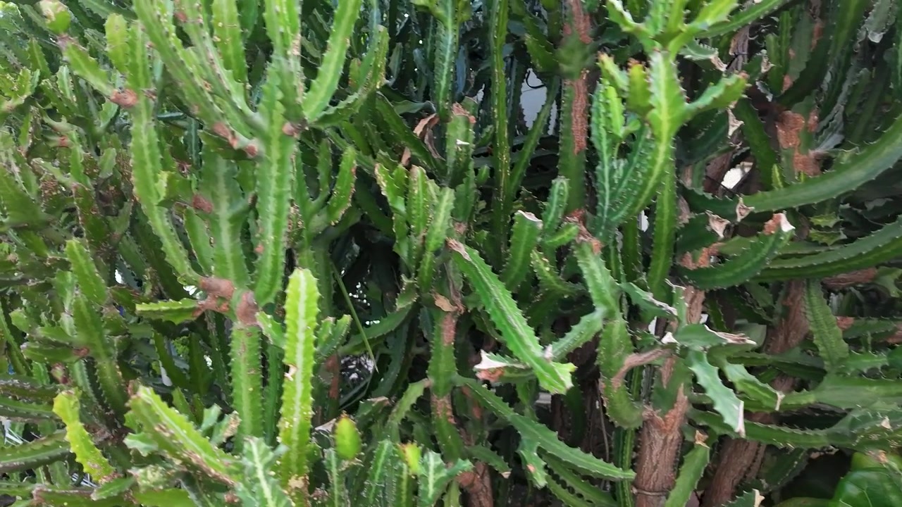 La telecamera si muove attraverso fitti cactus verdi e piante di Ficus lyrata alla luce naturale del giorno