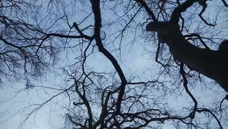 siluetas de ramas de árboles desnudas contra un cielo de invierno
