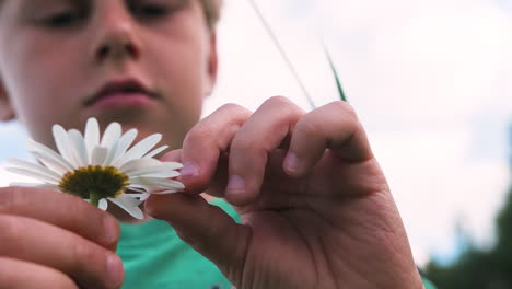 child examining a daisy flower