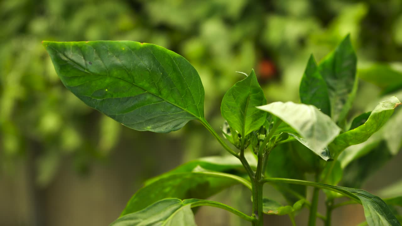 hojas verdes frescas de una planta de pimiento en el jardín
