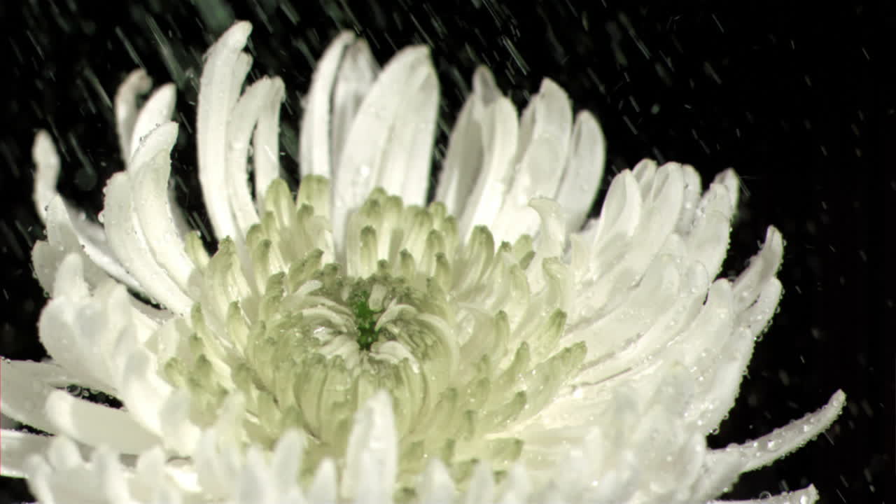 Water dripping in super slow motion on chrysanthemum 