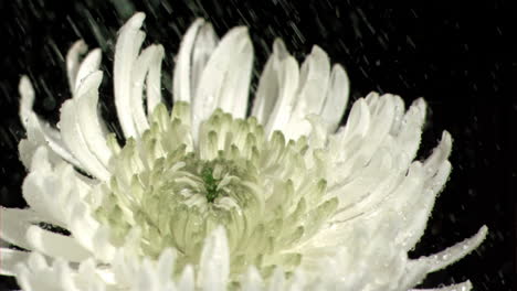 water dripping in super slow motion on chrysanthemum