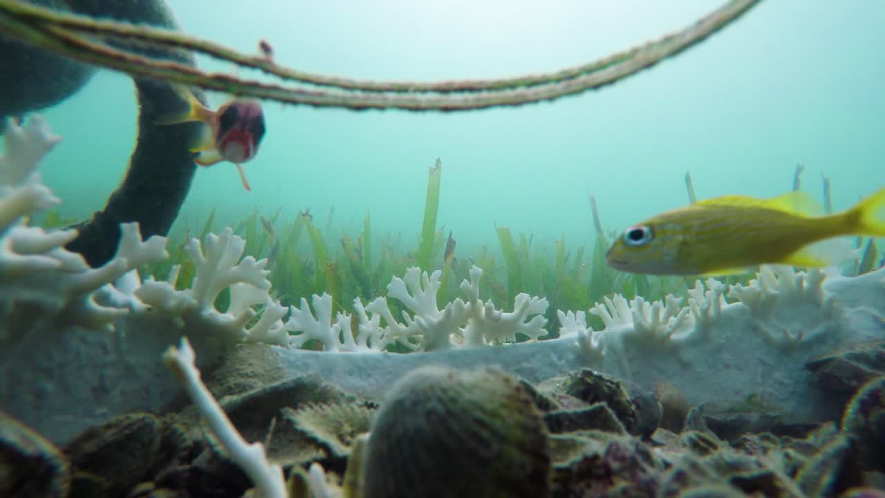 4k의 푸른 카리브해 물 스톡 비디오에 매달려 있는 작은 노란색 물고기 그룹 4k 품질의 캐리비안 바다 스톡 비디오의 아름다운 작은 물고기