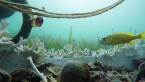 Gruppe-Kleine-Gelbe-Fischgruppe,-Die-Im-Blauen-Karibischen-Ozeanwasser-Stockvideo-In-4k-Hängt-I-Schöne-Kleine-Fische-Im-Karibischen-Ozeanstockvideo-In-4k-Qualität