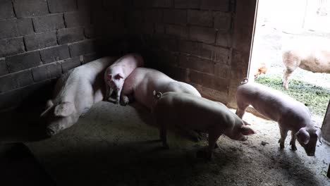 the-life-of-pigs-in-a-piggery-on-a-farm