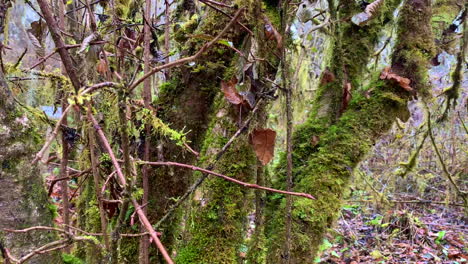 múltiples algas en el tronco de un árbol