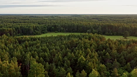 Acercándose-A-Un-Campo-Entre-Un-Enorme-Bosque