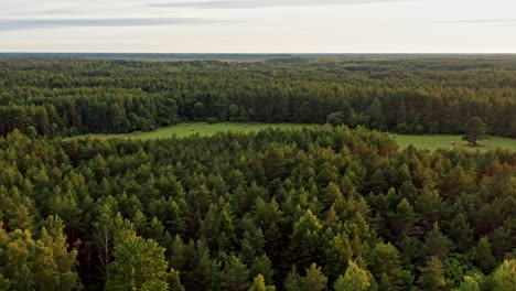 approaching a field among a huge forest