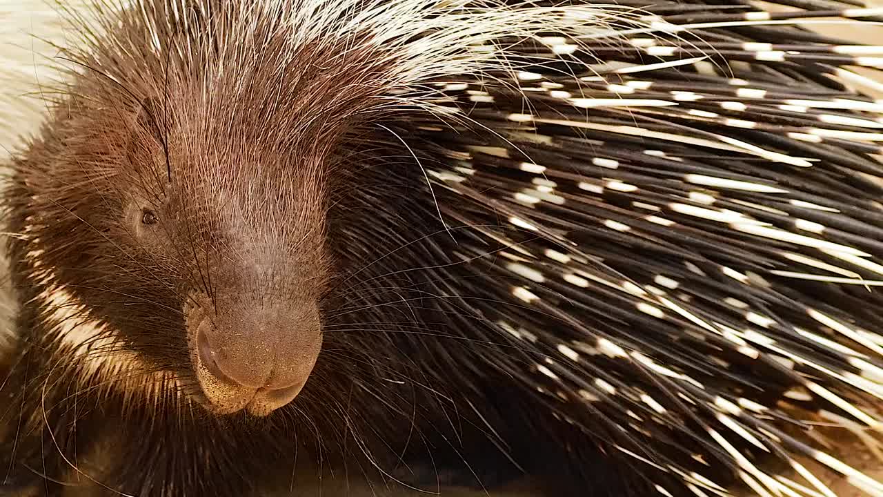 Detailed view of a porcupine's quills and its subtle movements on a sandy surface.