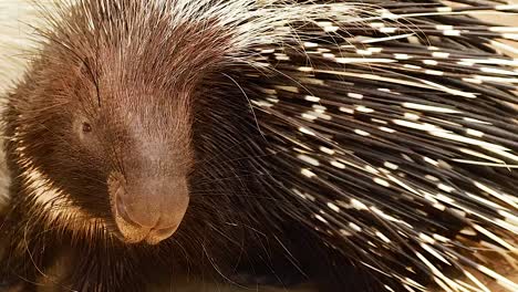 detailed view of a porcupine's quills and its subtle movements on a sandy surface.