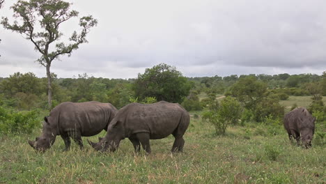 white rhinos grazing on the grassland in sabi sands game reserve, south africa - medium shot