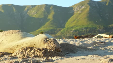 Southern-Elephant-Seal-asleep-on-sandy-beach-with-green-mountain-background