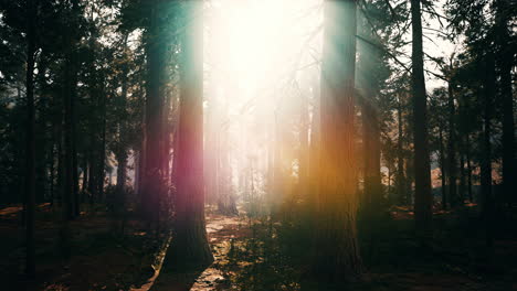 old-forest-Mariposa-Grove-in-Yosemite-National-Park-of-California