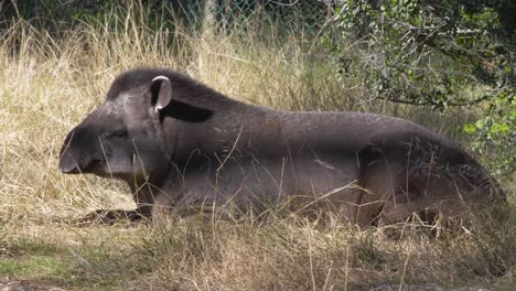 El-Tapir-Brasileño