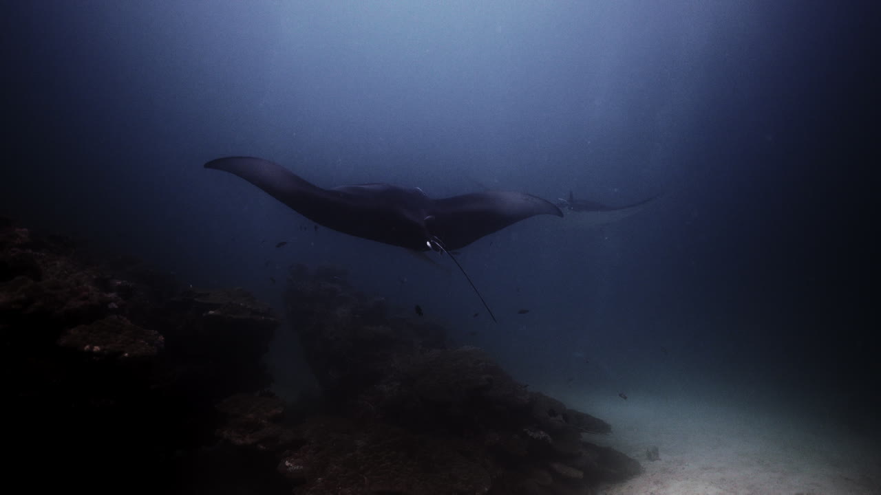 산호초 청소 스테이션의 쥐가오리