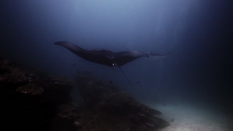 Mantarochen-Auf-Einer-Korallenriff-Reinigungsstation