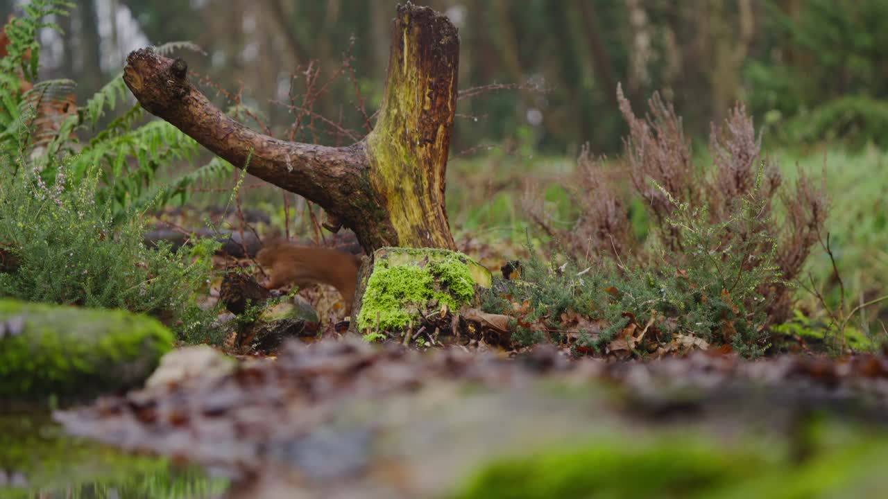 Red squirrel walks cautiously across mossy ground in shaded woodland clearing