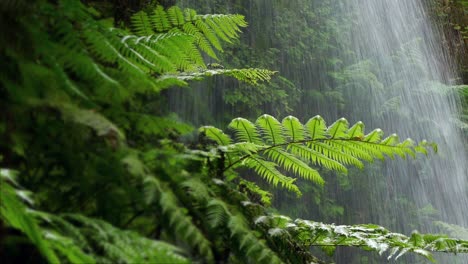 close-up ferns with background water falling.