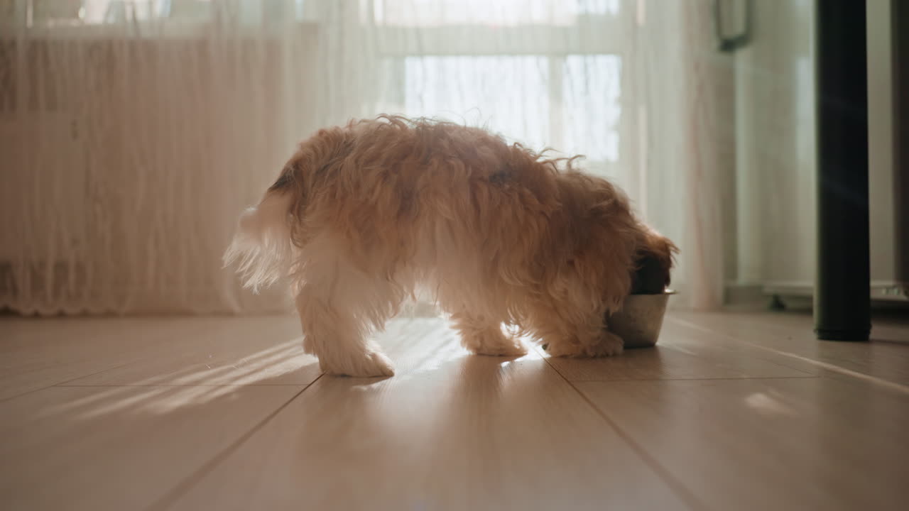 Puppy Relaxes Under Sunlight By Window, Adorable Young Dog Eating Beneath Translucent Curtains In Kitchen, Joyful Puppy Experiencing Peaceful Moment In Warm Sunlight While Eating From Bowl