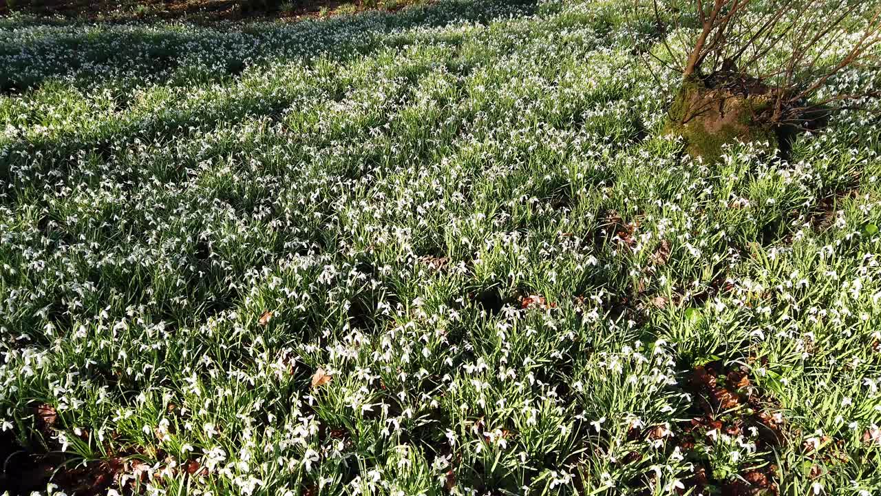 봄철 영국의 삼림 지대에 눈이 내립니다.