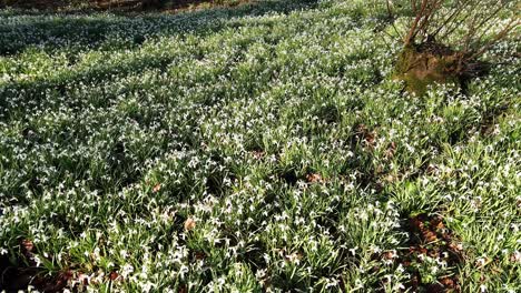 gotas de nieve en un entorno boscoso en primavera uk