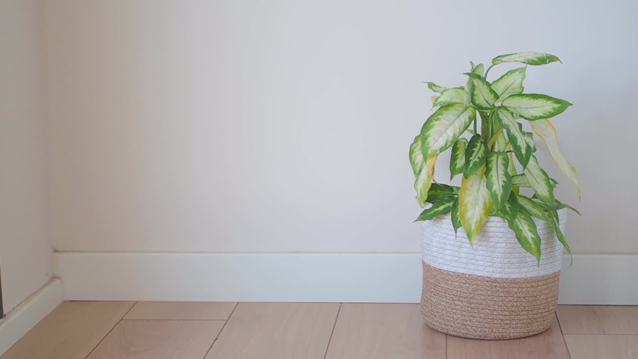 Plant in a basket, in front of a wall