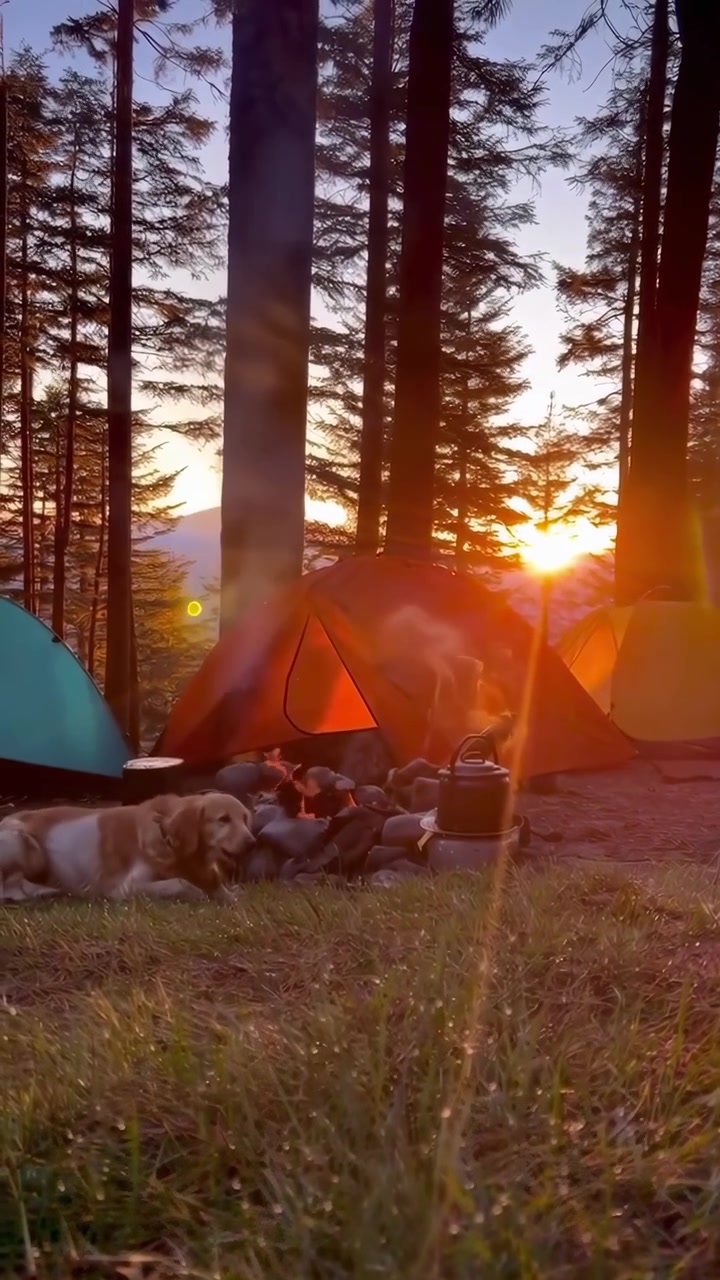 Golden Retriever ruht am Lagerfeuer bei Sonnenuntergang im Wald