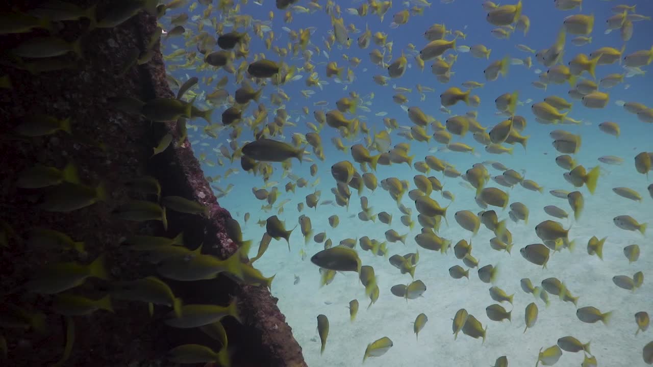 Banco di lutiani coda gialla che nuotano in una zona buia di un relitto sott'acqua a Phuket, Thailandia