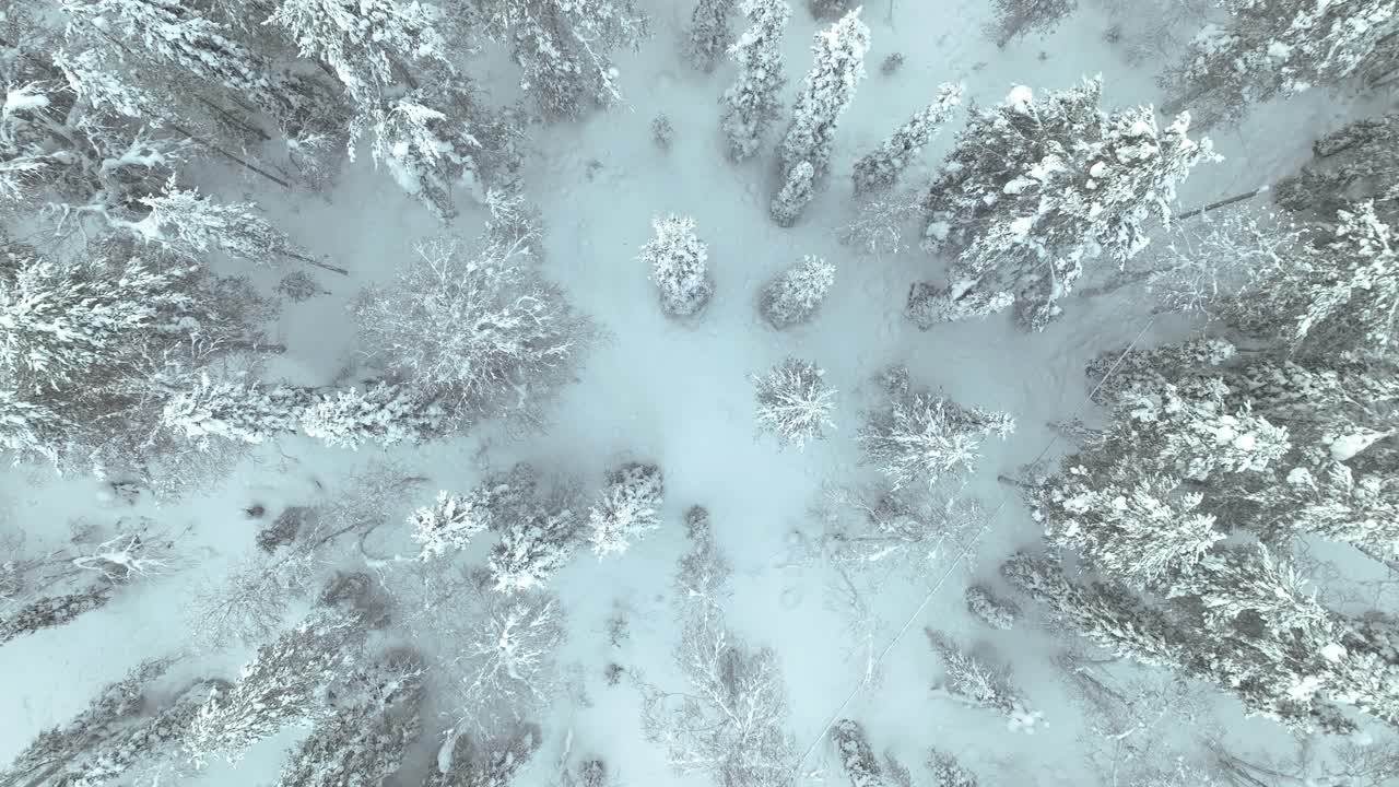 vista a volo d'uccello dei pini innevati nella foresta della lapponia, in finlandia