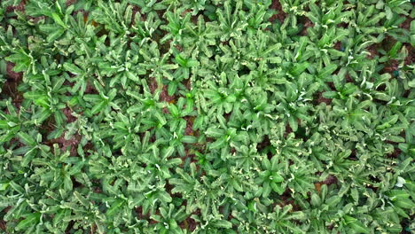 top down aerial view of large banana plantation in los rios, ecuador