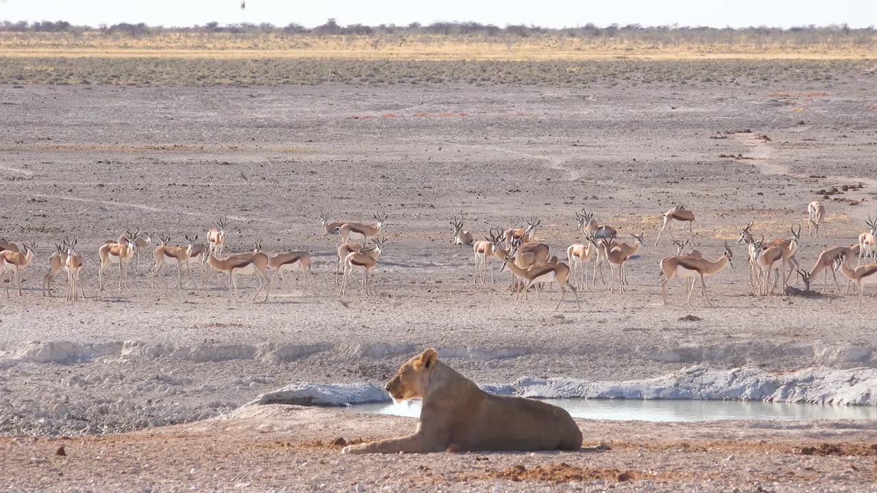 una leona se sienta en la sabana de áfrica contemplando su próxima comida mientras el antílope springbok camina a lo lejos