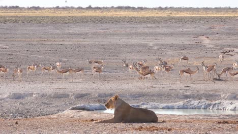 a female lion sits on the savannah in africa contemplating her next meal as springbok antelope walk by in distance