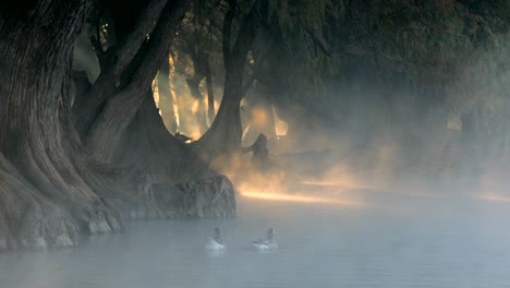 misty morning at the lake: ducks in a magical fog