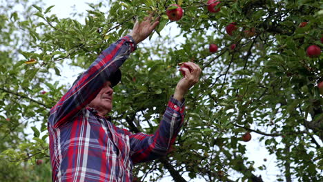 grey-haired male farmer picking ripe organic apples from tree. man looks at red fruit carefully. low angle view.