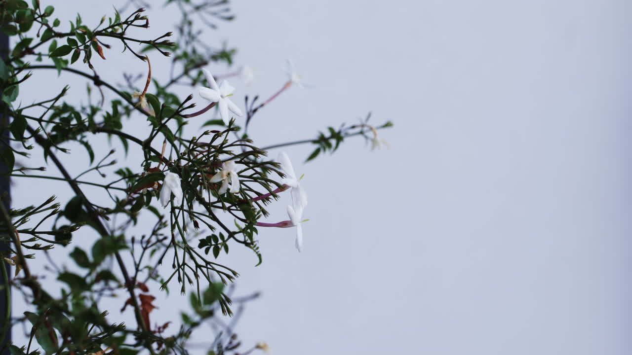 Delicate jasmine flowers blooming on branches against clear sky background, copy space