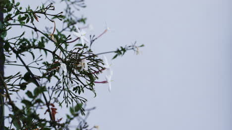 delicate jasmine flowers blooming on branches against clear sky background, copy space