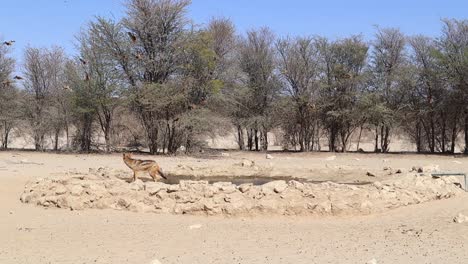 black backed jackal chases namaqua sand grouse birds at a pond