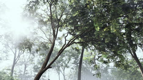 a misty forest with tall trees and sunlight streaming through the branches