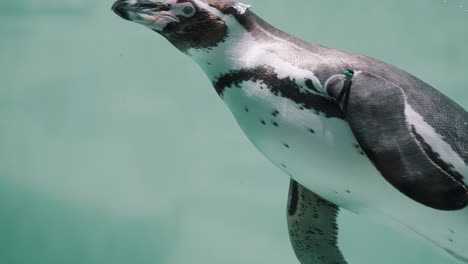 pingüino magallánico nada en el agua fría del mar durante el día