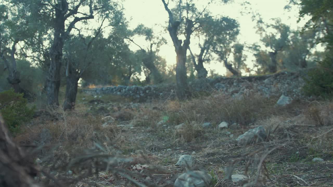 establecimiento de amplio surco de olivos árboles muro de piedra