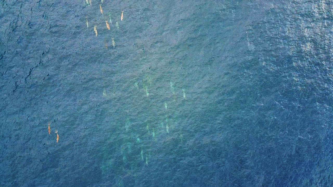 청록색 푸른 물 위를 순항하는 아름다운 스피너 돌고래 무리