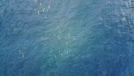pod of beautiful spinner dolphins cruising on the turquoise blue water