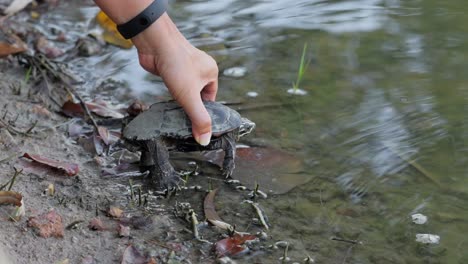 La-Mano-De-Una-Persona-Liberó-A-La-Tortuga-Malaya-Que-Se-Alimentaba-De-Caracoles-En-El-Río.