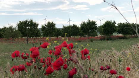 Mandelbäume-Und-Mohnblumen-Mit-Windmühle-Im-Hintergrund