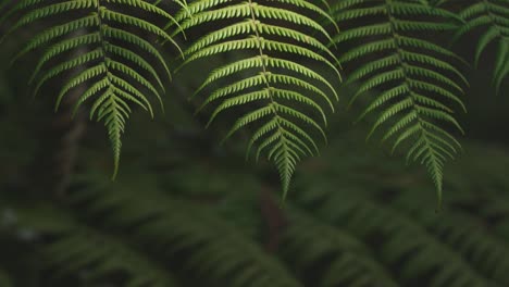 exuberante bosque tropical verde, la luz del sol cayendo en el helecho, rack enfoque macro nueva zelanda agua en la hoja, simetría satisfacción icónica