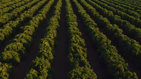 Huerto-De-Manzanos-Con-Hileras-De-árboles-Productores---Paso-Elevado-Aéreo