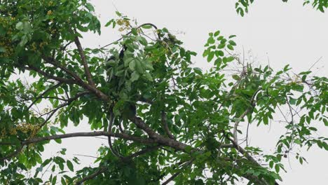 在泰國, 黃葉猿 (trachypithecus obscurus) 常被看到伸出手去尋找花朵, 同時在給幼蟲食