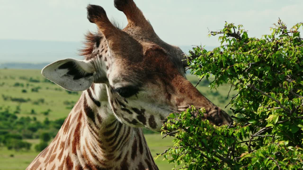 Close up of Maasai giraffe eating tree branch in Kenya